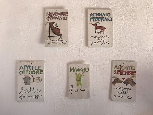 SOC.AGR. PODERE LE FORNACI DI GADOTTI VALENTINA, CAMPOLMI NICOLO', ALESSI VALENTINA E CIRI AMANDA SS — foto 8