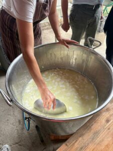 PLF_CheeseLab_sett25_7