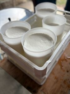 PLF_CheeseLab_sett25_8